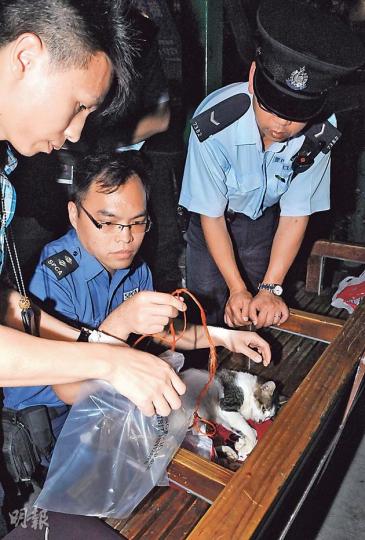 警方接報到場時,貓兒已窒息氣絕吐舌身亡,頸上纏繩。愛護動物協會職員到場檢走貓屍,交獸醫檢查。(蔡方山攝)警員拘捕虐貓醉漢時,醉漢奮力掙扎並胡言亂語,被綁上擔架牀送院檢查。(蔡方山攝) 警方接報到場時,貓兒已窒息氣絕吐舌身亡,頸上纏繩。愛護動物協會職員到場檢走貓屍,交獸醫檢查。(蔡方山攝)警員拘捕虐貓醉漢時,醉漢奮力掙扎並胡言亂語,被綁上擔架牀送院檢查。(蔡方山攝)