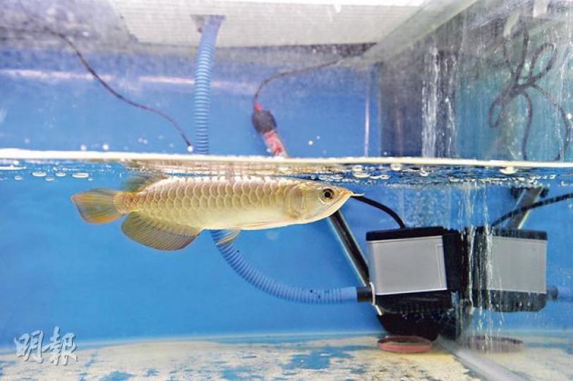水族館遭匪徒盜走3條與圖中品種相同的「過背金龍」幼魚,共值1.2萬元。(衛永康攝) 水族館遭匪徒盜走3條與圖中品種相同的「過背金龍」幼魚,共值1.2萬元。(衛永康攝)