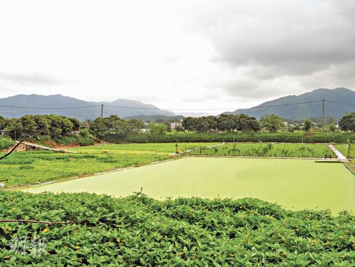 塱原擁有香港所剩無幾的大片廣闊農田，開闊原野。（黃志東攝）粉紅色像吹波膠的是福壽螺的卵，福壽螺喜歡吃幼嫩農作物，不受農夫歡迎。（黃志東攝）以前用牛來幫手翻土，現在由 「鐵牛」 來做。（黃志東攝）