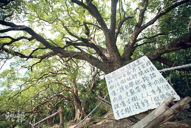 村民豎立告示牌,叮囑遊人勿破壞古樹。(黃志東攝)禾徑山村風水林有多棵漂亮樟樹。(黃志東攝)禾徑山村只剩數戶人家居住,老村民閒時打理小農田過日辰。(黃志東攝) 村民豎立告示牌,叮囑遊人勿破壞古樹。(黃志東攝)禾徑山村風水林有多棵漂亮樟樹。(黃志東攝)禾徑山村只剩數戶人家居住,老村民閒時打理小農田過日辰。(黃志東攝)