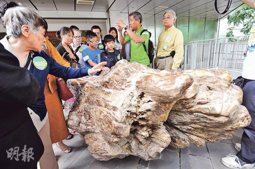 如心化石公園位於荃灣如心廣場2樓平台,入面有127嚿龔如心生前收藏嘅木化石。華懋仲有免費導賞活動,由身穿綠衣(右二)嘅導賞員每個周日為200名市民講解化石史。(尹錦恩攝) 如心化石公園位於荃灣如心廣場2樓平台,入面有127嚿龔如心生前收藏嘅木化石。華懋仲有免費導賞活動,由身穿綠衣(右二)嘅導賞員每個周日為200名市民講解化石史。(尹錦恩攝)