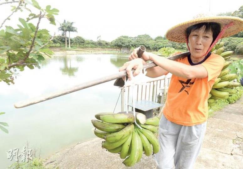 獨力打理「麥仔魚苗場」的62歲老闆娘何翠群(圖)說,20多年前丈夫接手魚苗場,還在魚塘附近農田種滿香蕉、龍眼等,每朝她會到上水天光墟擺賣。她說喜愛這種「自給自足」的鄉村生活。(劉焌陶攝)(明報製圖) 獨力打理「麥仔魚苗場」的62歲老闆娘何翠群(圖)說,20多年前丈夫接手魚苗場,還在魚塘附近農田種滿香蕉、龍眼等,每朝她會到上水天光墟擺賣。她說喜愛這種「自給自足」的鄉村生活。(劉焌陶攝)(明報製圖)