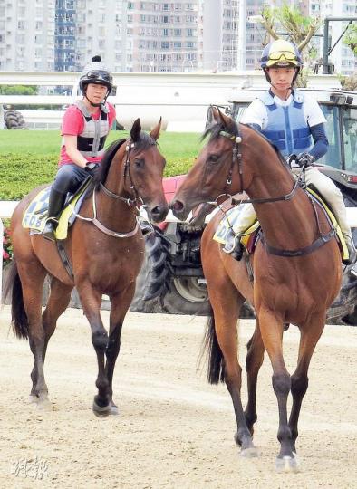 同為前運動員的莫綺汶(左)與黃俊(右)數年前投身馬會的「賽事見習學員」課程,兩人畢業後各展所長,現分別任策騎員及騎師。(易淑麗攝) 同為前運動員的莫綺汶(左)與黃俊(右)數年前投身馬會的「賽事見習學員」課程,兩人畢業後各展所長,現分別任策騎員及騎師。(易淑麗攝)
