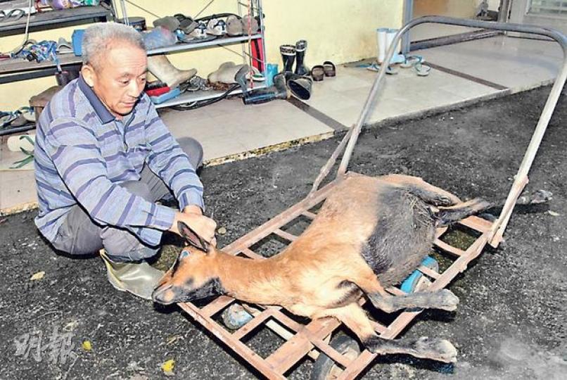 農莊主人的父親望着昨遭電死的懷孖胎母羊「大咩咩」,心痛不已。(伍浦鋒攝) 農莊主人的父親望着昨遭電死的懷孖胎母羊「大咩咩」,心痛不已。(伍浦鋒攝)