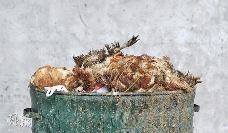 惠州三鳥批發市場衛生惡劣，死雞隨便丟棄在垃圾桶，亦無蓋上，增加傳播病毒風險。（余俊亮攝）
