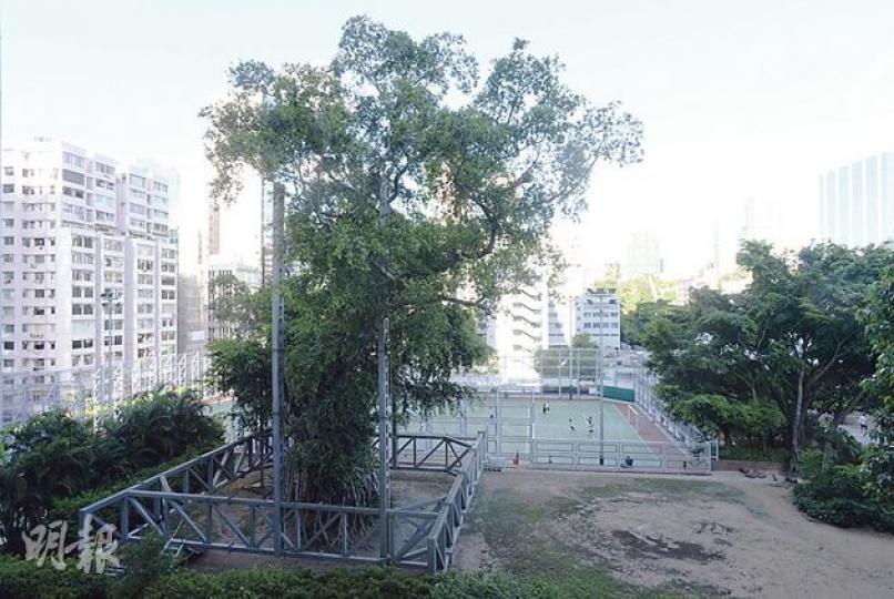 九龍公園內逾百歲的「樹王」細葉榕經多年搶救仍未見起色，最近發現大量落葉及蟲害，或逃不到被砍命運。（余俊亮攝）
