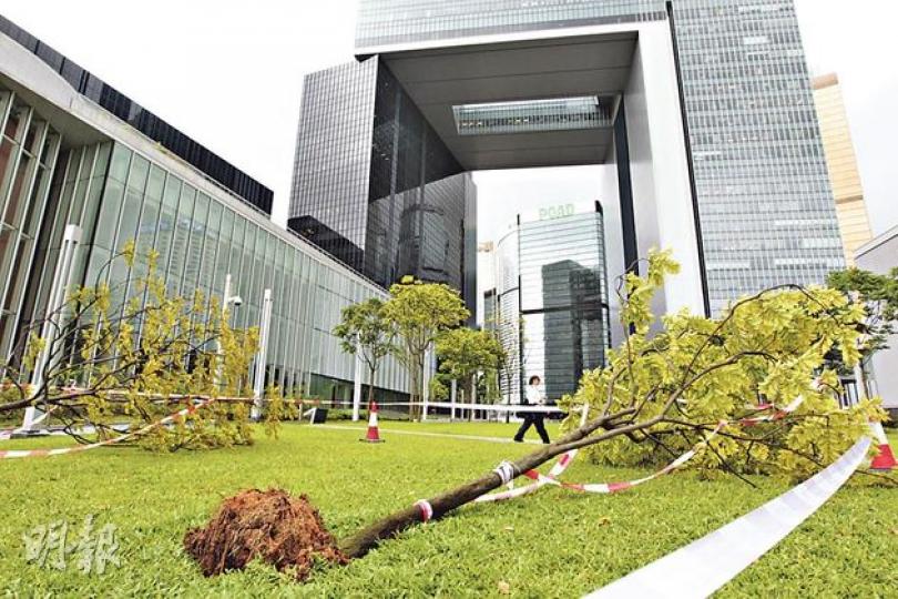 添馬公園在颱風尤特吹襲期間,共有3棵樹木被強風吹倒。康文署派員視察後,認為被強風吹倒的樹木在扶直後可繼續生長。(郭慶輝攝) 添馬公園在颱風尤特吹襲期間,共有3棵樹木被強風吹倒。康文署派員視察後,認為被強風吹倒的樹木在扶直後可繼續生長。(郭慶輝攝)