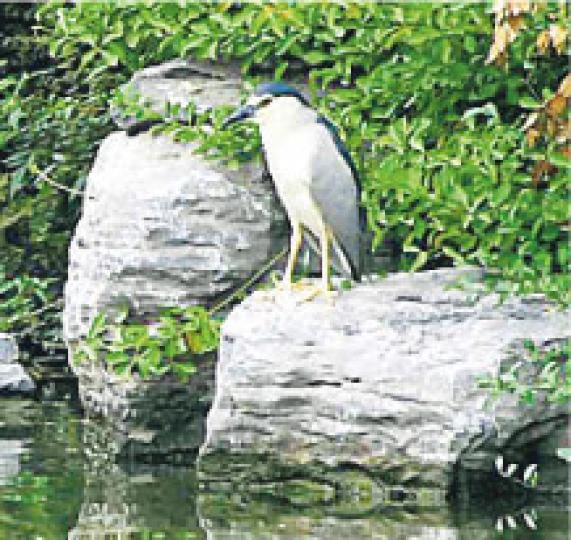 當局昨安排記者遊覽大明湖公園,記者們見到花名「老等」的水鳥,不禁以此自况。(蔡志郁攝) 當局昨安排記者遊覽大明湖公園,記者們見到花名「老等」的水鳥,不禁以此自况。(蔡志郁攝)