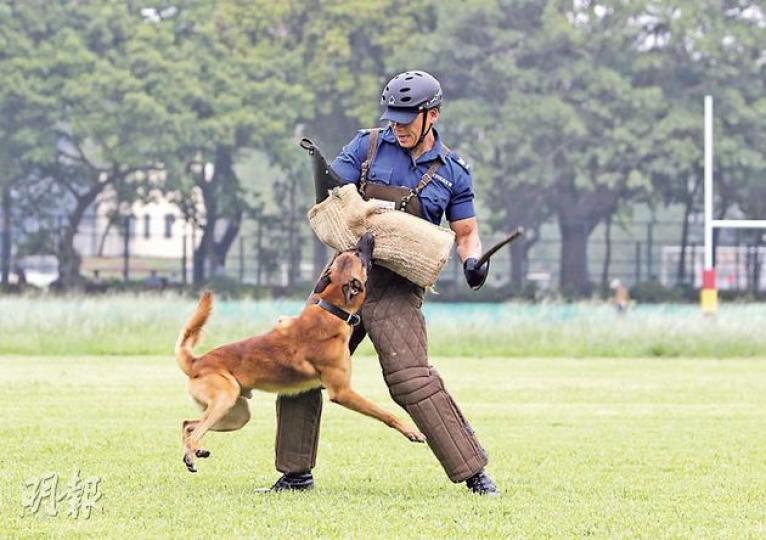 「警察,咪走﹗否則使用警犬﹗」隨着領犬員一聲令下,瑪蓮萊巡邏犬Vijay即時撲向穿上防護衣的疑人,緊咬不放,直至領犬員再發出命令始鬆口。警犬隊將於11月舉辦「警犬技能比賽」,入場市民也能看到上述情景。(李澤彤攝)(明報製圖) 「警察,咪走﹗否則使用警犬﹗」隨着領犬員一聲令下,瑪蓮萊巡邏犬Vijay即時撲向穿上防護衣的疑人,緊咬不放,直至領犬員再發出命令始鬆口。警犬隊將於11月舉辦「警犬技能比賽」,入場市民也能看到上述情景。(李澤彤攝)(明報製圖)