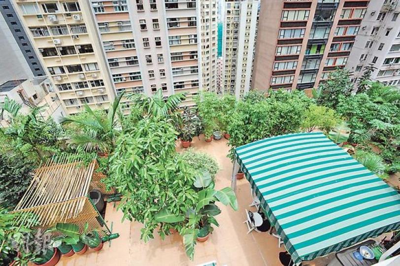 Derek花了兩年時間,把空置花園建造成一個空中樹林。(尹錦恩攝)Derek-樹藝師認為每一棵樹,每一粒種子都是一條生命,即使生長不健康,也不應該輕易棄掉。(尹錦恩攝)我係盾臂龜,愛曬太陽。(尹錦恩攝)我好怕醜㗎!(尹錦恩攝)土沉香-在苗圃買樹苗來種,像一般植物照顧,樹脂帶有獨特香味,因價值高而被瘋狂盜伐,香港早期曾廣植土沉香,製成香料,遠銷東南亞,因而有香港之名。土沉香矜貴,但相當命苦,其價值來自其損傷程度,受真菌感染的沉香會散發獨特香味,年初打鼓嶺村一棵被稱為鎮村之寶的百年沉香樹被斬樹黨「砍 Derek花了兩年時間,把空置花園建造成一個空中樹林。(尹錦恩攝)Derek-樹藝師認為每一棵樹,每一粒種子都是一條生命,即使生長不健康,也不應該輕易棄掉。(尹錦恩攝)我係盾臂龜,愛曬太陽。(尹錦恩攝)我好怕醜㗎!(尹錦恩攝)土沉香-在苗圃買樹苗來種,像一般植物照顧,樹脂帶有獨特香味,因價值高而被瘋狂盜伐,香港早期曾廣植土沉香,製成香料,遠銷東南亞,因而有香港之名。土沉香矜貴,但相當命苦,其價值來自其損傷程度,受真菌感染的沉香會散發獨特香味,年初打鼓嶺村一棵被稱為鎮村之寶的百年沉香樹被斬樹黨「砍