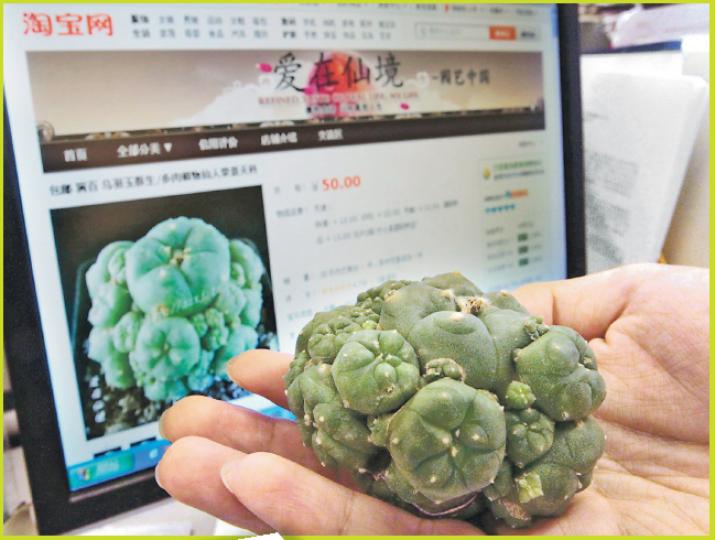 烏羽玉在海外部分地方禁售,本報在淘寶網一個稱為「愛在仙境」網店,見到有售烏羽玉,記者以50元人民幣購得(圖),但該店稱未聞此可供食用。(郭慶輝攝) 烏羽玉在海外部分地方禁售,本報在淘寶網一個稱為「愛在仙境」網店,見到有售烏羽玉,記者以50元人民幣購得(圖),但該店稱未聞此可供食用。(郭慶輝攝)