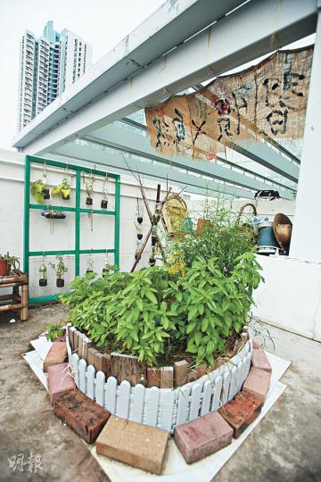 Herb Spiral 螺旋形香草園-是典型的Permaculture應用例子,考慮到方位與陽光照射、排水及土壤的影響,以滿足不同特性植物所需的不同生長條件。例如中間的泥土加高,上層泥土的水往下流,排水比較好,土壤相對較乾,適宜種喜歡乾罕的植物,如百里香和迷迭香。而下層的土壤則較濕潤,種有羅勒,倒手香等。(黃志東攝)Ivy(左)和Emily(右)經過1年爭取,終於能在天台實行「習慣×自然」種植計劃。(黃志東攝)在車胎下加一塊大banner,便成為實用的種植盆,番薯是種植場第一批農作物,曾作為展覽 Herb Spiral 螺旋形香草園-是典型的Permaculture應用例子,考慮到方位與陽光照射、排水及土壤的影響,以滿足不同特性植物所需的不同生長條件。例如中間的泥土加高,上層泥土的水往下流,排水比較好,土壤相對較乾,適宜種喜歡乾罕的植物,如百里香和迷迭香。而下層的土壤則較濕潤,種有羅勒,倒手香等。(黃志東攝)Ivy(左)和Emily(右)經過1年爭取,終於能在天台實行「習慣×自然」種植計劃。(黃志東攝)在車胎下加一塊大banner,便成為實用的種植盆,番薯是種植場第一批農作物,曾作為展覽