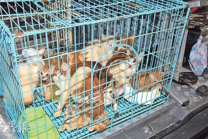 愛協人員將單位內患病花貓及被困鐵籠內缺水糧的12隻貓檢走。(伍浦鋒攝)一名男子在家中飼養多頭貓,涉嫌虐待動物罪被捕帶署。(伍浦鋒攝) 愛協人員將單位內患病花貓及被困鐵籠內缺水糧的12隻貓檢走。(伍浦鋒攝)一名男子在家中飼養多頭貓,涉嫌虐待動物罪被捕帶署。(伍浦鋒攝)