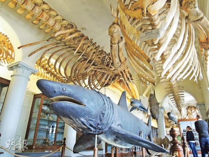 卑爾根大學的Whale Hall,放滿了自19世紀起收集的鯨魚骨,館內長達24米的藍鯨(Blue Whale)魚骨是最矚目的展品。(黃潔玲攝)顏色亮麗的Bryggen,是卑爾根的招牌風景,在陽光下分外好看。(黃潔玲攝)卑爾根以「落雨」聞名,一年中有多達200多日下雨天,一遇到晴天,記緊要乘坐纜車(亦可步行)至Fløien Mountain,俯瞰卑爾根城市風光。(黃潔玲攝)Bryggen的木房屋,建築深長,把能用的地方盡量使用。(黃潔玲攝)Hanseatic Museum內展示卑爾根過去的貿易,其 卑爾根大學的Whale Hall,放滿了自19世紀起收集的鯨魚骨,館內長達24米的藍鯨(Blue Whale)魚骨是最矚目的展品。(黃潔玲攝)顏色亮麗的Bryggen,是卑爾根的招牌風景,在陽光下分外好看。(黃潔玲攝)卑爾根以「落雨」聞名,一年中有多達200多日下雨天,一遇到晴天,記緊要乘坐纜車(亦可步行)至Fløien Mountain,俯瞰卑爾根城市風光。(黃潔玲攝)Bryggen的木房屋,建築深長,把能用的地方盡量使用。(黃潔玲攝)Hanseatic Museum內展示卑爾根過去的貿易,其