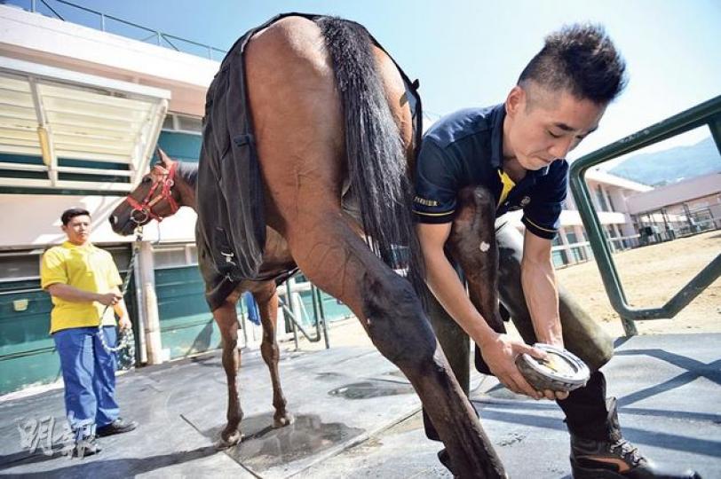 一級釘甲匠陳成章(右)為10歲馬「時尚風采」更換蹄鐵,釘甲過程需保持彎身工作,容易患上腰背痛等職業病。(盧翊銘攝) 產自不同地區的馬匹,馬蹄的形狀及大小都有區別,例如來自澳洲、新西蘭的馬匹蹄形更大,要7至8號馬蹄鐵;南非馬匹蹄形較小,要5至6號。右下兩個為加了氣墊的跑鞋。(盧翊銘攝) 一級釘甲匠陳成章(右)為10歲馬「時尚風采」更換蹄鐵,釘甲過程需保持彎身工作,容易患上腰背痛等職業病。(盧翊銘攝) 產自不同地區的馬匹,馬蹄的形狀及大小都有區別,例如來自澳洲、新西蘭的馬匹蹄形更大,要7至8號馬蹄鐵;南非馬匹蹄形較小,要5至6號。右下兩個為加了氣墊的跑鞋。(盧翊銘攝)