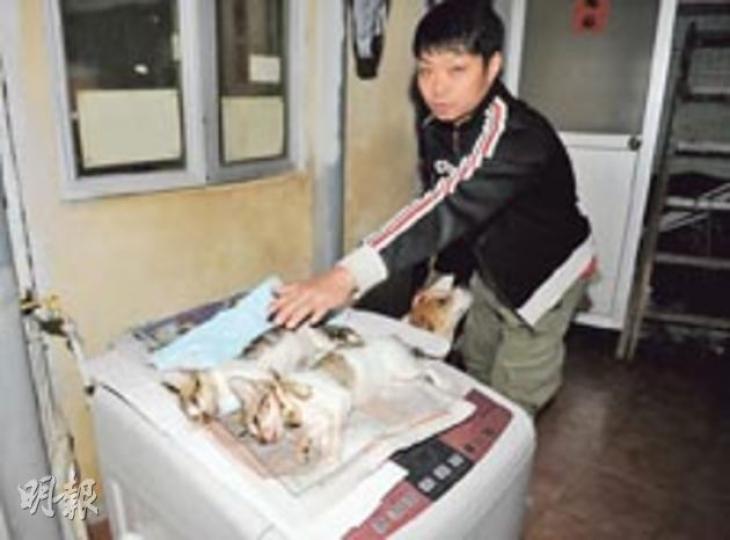 元朗水蕉新村的懷疑毒貓案中,雄貓「冬蟲」(左)及雌貓「夏草」(右)灌水搶救後終返魂乏術。(蔡方山攝) 元朗水蕉新村的懷疑毒貓案中,雄貓「冬蟲」(左)及雌貓「夏草」(右)灌水搶救後終返魂乏術。(蔡方山攝)