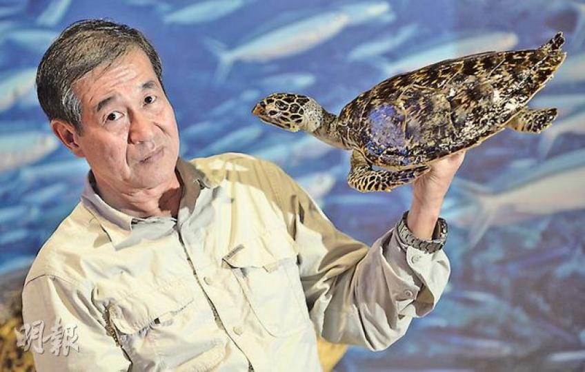 漁護署生物多樣性護理科生態農林主管尹業法(圖),37年前起為漁護署製作動物標本。今年9月被酒樓東主救起、暫託海洋公園3日便死去的小玳瑁,如今由他製成活靈活現的標本,下月在濕地公園展出。(余俊亮攝)(明報製圖) 漁護署生物多樣性護理科生態農林主管尹業法(圖),37年前起為漁護署製作動物標本。今年9月被酒樓東主救起、暫託海洋公園3日便死去的小玳瑁,如今由他製成活靈活現的標本,下月在濕地公園展出。(余俊亮攝)(明報製圖)