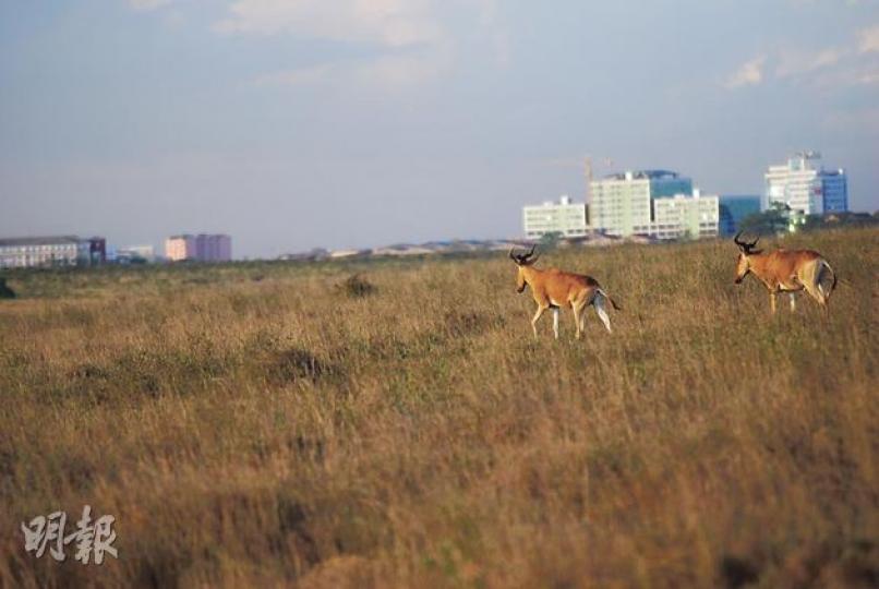 內羅畢國家公園是世界唯一設於城市中的野生動物國家公園,城市景觀與動物奇異地同場出現。(黃潔玲攝)內羅畢國家公園佔地甚廣,大部分的景觀只有草原。(黃潔玲攝)駝鳥媽媽帶小孩散步,一派悠然。(黃潔玲攝)當地人愛喝咖啡,Nairobi Java House是其中著名的連鎖店,很受歡迎。咖啡約廿多港元一杯。(黃潔玲攝)在CBD遇到的當地人,英語良好,不抗拒拍照,對遊客也友善。(黃潔玲攝)導遊Dedan(黃潔玲攝)(明報製圖) 內羅畢國家公園是世界唯一設於城市中的野生動物國家公園,城市景觀與動物奇異地同場出現。(黃潔玲攝)內羅畢國家公園佔地甚廣,大部分的景觀只有草原。(黃潔玲攝)駝鳥媽媽帶小孩散步,一派悠然。(黃潔玲攝)當地人愛喝咖啡,Nairobi Java House是其中著名的連鎖店,很受歡迎。咖啡約廿多港元一杯。(黃潔玲攝)在CBD遇到的當地人,英語良好,不抗拒拍照,對遊客也友善。(黃潔玲攝)導遊Dedan(黃潔玲攝)(明報製圖)