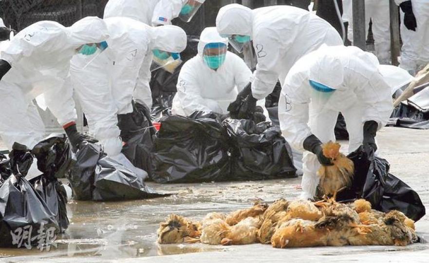 長沙灣家禽批發市場前日發現竹絲雞感染H7病毒,負責銷毁場內活雞的食環署及漁護署人員昨穿上保護衣及面罩,將家禽放入垃圾桶再注入二氧化碳,令家禽缺氧而死。雞屍給放入黑色垃圾膠袋,運往將軍澳堆填區。(李紹昌攝)(明報製圖) 長沙灣家禽批發市場前日發現竹絲雞感染H7病毒,負責銷毁場內活雞的食環署及漁護署人員昨穿上保護衣及面罩,將家禽放入垃圾桶再注入二氧化碳,令家禽缺氧而死。雞屍給放入黑色垃圾膠袋,運往將軍澳堆填區。(李紹昌攝)(明報製圖)