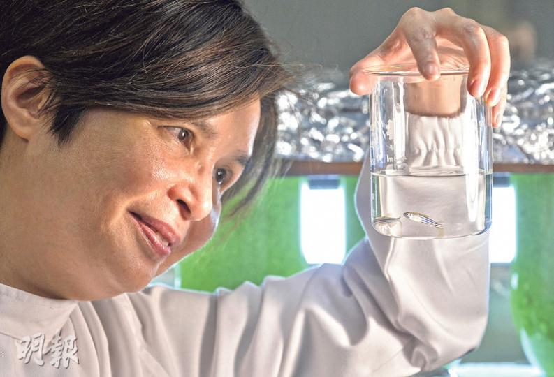 城市大學生物醫學系教授鄭淑嫻（圖）研發出用斑馬魚及轉基因鯖[魚將]魚篩查毒素及雌激素的技術，其後城大畢業生創辦的生物科技公司取得此技術的獨家使用權，將其發展應用在食品及化妝品檢測上。（余俊亮攝）水中銀（國際）生物科技有限公司合伙人兼首席技術官陳雪平稱，轉基因鯖[魚將]魚胚胎遇到雌激素時會發出綠色熒光，此方法可檢測出多種雌激素干擾物，例如塑化劑等。（余俊亮攝）