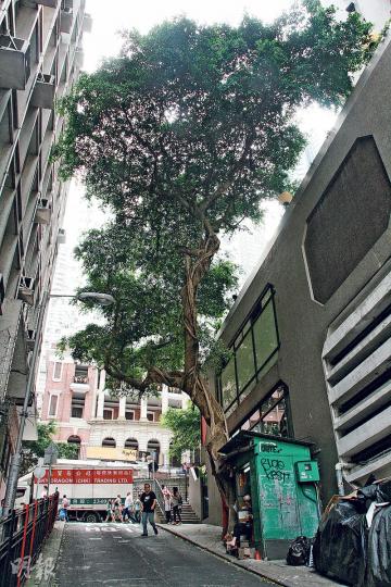 (陳嘉文攝) (陳嘉文攝)