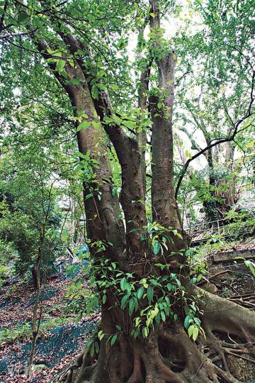 (陳嘉文攝)(陳嘉文攝) (陳嘉文攝)(陳嘉文攝)
