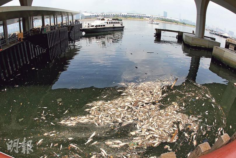 啟德郵輪碼頭對出海面昨日突然出現以噸計死魚,傳出陣陣中人欲嘔腥臭,海事處派船到場打撈魚屍清理。(李紹昌攝) 啟德郵輪碼頭對出海面昨日突然出現以噸計死魚,傳出陣陣中人欲嘔腥臭,海事處派船到場打撈魚屍清理。(李紹昌攝)