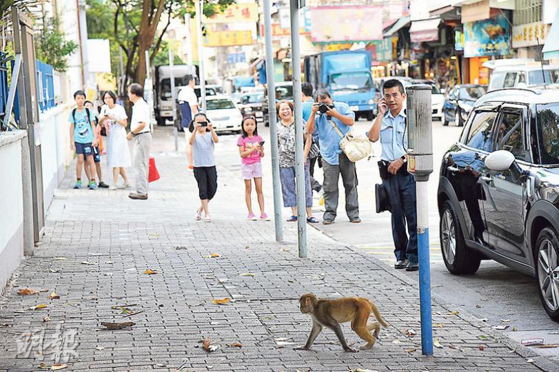 馬騮女大鬧九龍城期間,吸引不少市民駐足圍觀及拍攝,警員接報到場監視及通知漁護署人員到場捕捉(圖)。記者所見,馬騮女右邊面受傷流血,但仍非常活躍(圖2上)。漁護署人員最初在誘捕器(圖3下)內放蘋果作餌,惟馬騮女「唔鍾意」而未有中計。(蔡方山攝) 馬騮女大鬧九龍城期間,吸引不少市民駐足圍觀及拍攝,警員接報到場監視及通知漁護署人員到場捕捉(圖)。記者所見,馬騮女右邊面受傷流血,但仍非常活躍(圖2上)。漁護署人員最初在誘捕器(圖3下)內放蘋果作餌,惟馬騮女「唔鍾意」而未有中計。(蔡方山攝)