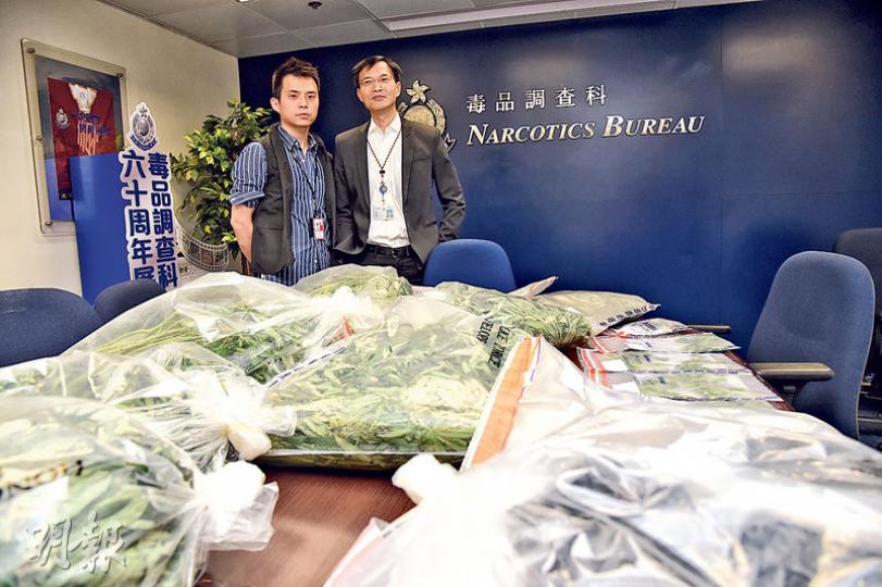 警方半月內破獲第3個大麻種植場,檢獲530棵大麻及3.5公斤大麻花,總值558萬元,行動中拘捕兩男一女。(蔡方山攝) 警方半月內破獲第3個大麻種植場,檢獲530棵大麻及3.5公斤大麻花,總值558萬元,行動中拘捕兩男一女。(蔡方山攝)