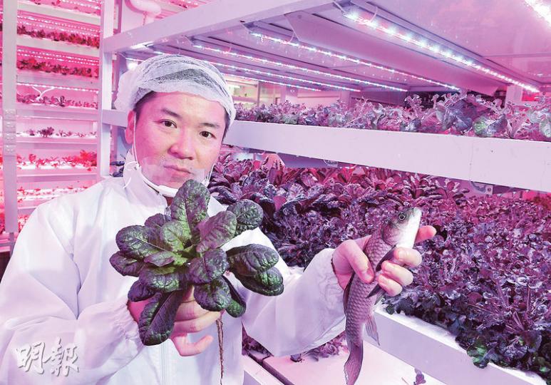 2012年開始在觀塘工廈經營魚菜共生水耕中心「綠芝園」,項目總監譚嗣籇(圖)表示歡迎規劃署擬放寬工廈用途限制。他的水耕場同時種沙律菜及養魚,「例如用LED光管代替陽光縮短種植時間,並透過海綿代替泥土種植,減低土壤污染」。(劉焌陶攝) 2012年開始在觀塘工廈經營魚菜共生水耕中心「綠芝園」,項目總監譚嗣籇(圖)表示歡迎規劃署擬放寬工廈用途限制。他的水耕場同時種沙律菜及養魚,「例如用LED光管代替陽光縮短種植時間,並透過海綿代替泥土種植,減低土壤污染」。(劉焌陶攝)