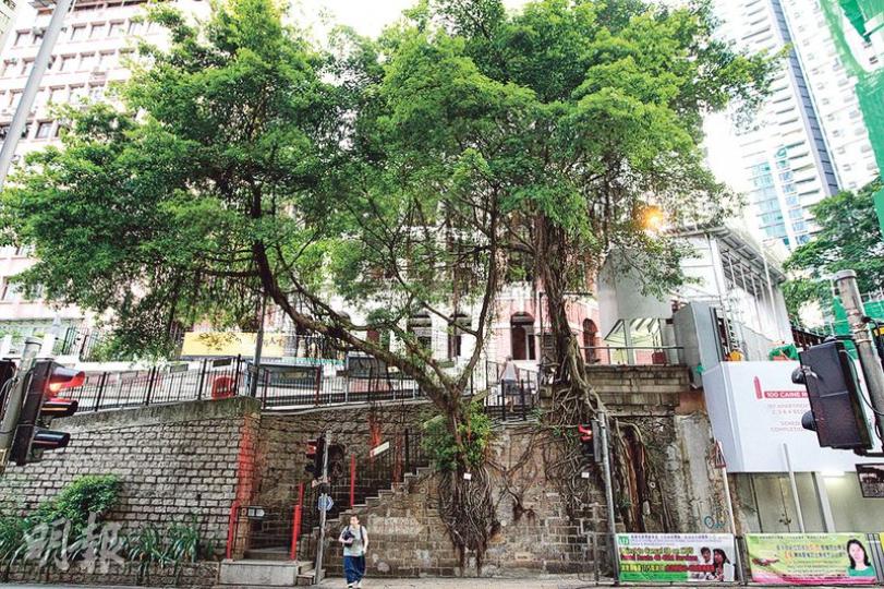 園境師學會原會長劉興達認為政府應將評估樹木及斜坡風險結合,重新檢視全港石牆樹。圖為位於半山衛城道與堅道交界的石牆樹。(郭慶輝攝)民主黨及環保觸覺等成員昨就路政署斬石牆樹一事,要求該署高級園境師陳漢祥(左)回應。陳接信後解釋斬樹原因,惟眾人不滿其回應,欲再到其辦公室追問,卻遇上懷疑鎖 園境師學會原會長劉興達認為政府應將評估樹木及斜坡風險結合,重新檢視全港石牆樹。圖為位於半山衛城道與堅道交界的石牆樹。(郭慶輝攝)民主黨及環保觸覺等成員昨就路政署斬石牆樹一事,要求該署高級園境師陳漢祥(左)回應。陳接信後解釋斬樹原因,惟眾人不滿其回應,欲再到其辦公室追問,卻遇上懷疑鎖