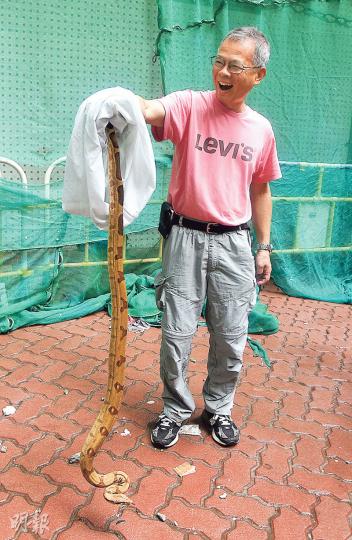 一條懷疑被人飼養、走失的紅尾蚺,昨晨被發現盤纏在小西灣邨一大廈外牆圍網,被蛇王手到拿來擒獲放入袋中。(蔡方山攝)疑走失的紅尾蚺被發現時盤纏在小西灣邨瑞泰樓地下維修工程的圍網內,未知是休息還是被困。(蔡方山攝) 一條懷疑被人飼養、走失的紅尾蚺,昨晨被發現盤纏在小西灣邨一大廈外牆圍網,被蛇王手到拿來擒獲放入袋中。(蔡方山攝)疑走失的紅尾蚺被發現時盤纏在小西灣邨瑞泰樓地下維修工程的圍網內,未知是休息還是被困。(蔡方山攝)