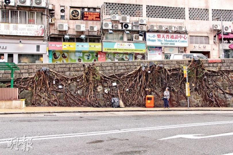 般咸道古石牆樹被斬,市民再無大樹庇蔭。(李寶瑜攝)(李寶瑜攝)樹頭冒出水枝,大樹拚命自救。(李寶瑜攝)港大地理系講座教授詹志勇(李寶瑜攝)堅尼地城科士街的茂密石牆樹蔭。(李寶瑜攝)般咸道斬樹後可見仍有盤結樹根。(李寶瑜攝)左為原好的中國客家石牆,以石疊成,樹根可在石縫間生長,右圖為般咸道被抹上灰漿的石牆,石縫被封死,可見石牆樹已再難有下一代。(李寶瑜攝)科士街石牆樹所形成的林蔭大道。(李寶瑜攝)(明報製圖)(明報製圖) 般咸道古石牆樹被斬,市民再無大樹庇蔭。(李寶瑜攝)(李寶瑜攝)樹頭冒出水枝,大樹拚命自救。(李寶瑜攝)港大地理系講座教授詹志勇(李寶瑜攝)堅尼地城科士街的茂密石牆樹蔭。(李寶瑜攝)般咸道斬樹後可見仍有盤結樹根。(李寶瑜攝)左為原好的中國客家石牆,以石疊成,樹根可在石縫間生長,右圖為般咸道被抹上灰漿的石牆,石縫被封死,可見石牆樹已再難有下一代。(李寶瑜攝)科士街石牆樹所形成的林蔭大道。(李寶瑜攝)(明報製圖)(明報製圖)