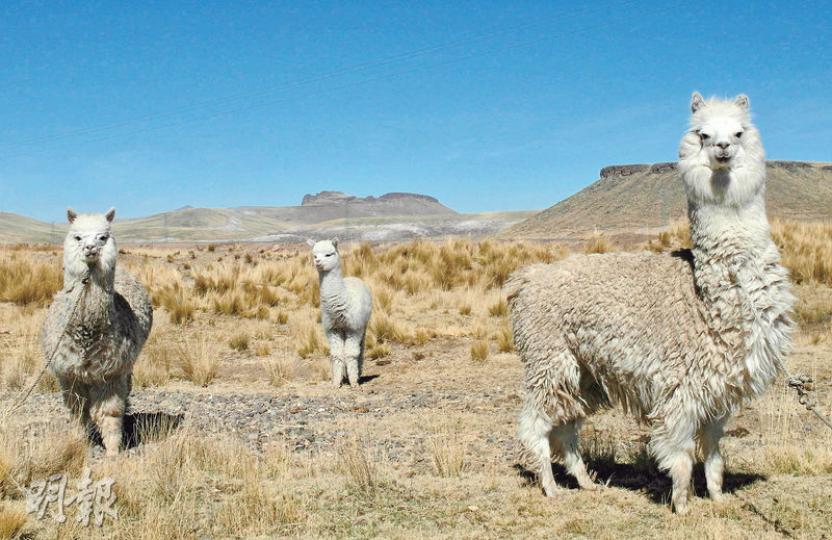 居於秘魯高山地區的人們多畜養Llama(駱馬),遊覽Lake Titicaca一帶時更有可能碰上受保護的Vicuna(野駱馬)。(攝影:基斯) 秘魯人吃很多不同種類的薯仔,Uros也不例外,這些都是在多水地方生長的品種,比馬蹄還細,質地似海綿。 (攝影:基斯) 相比Sillustani,Cutimbo的位置更有氣勢。(攝影:基斯) Uros人起居飲食都用Lake Titicaca生長的水蘆葦,卻沒有取盡的問題,正好示範了大自然和人類之間的可持續發展。 (攝影:基斯) Uros人幾乎所有建築物都以 居於秘魯高山地區的人們多畜養Llama(駱馬),遊覽Lake Titicaca一帶時更有可能碰上受保護的Vicuna(野駱馬)。(攝影:基斯) 秘魯人吃很多不同種類的薯仔,Uros也不例外,這些都是在多水地方生長的品種,比馬蹄還細,質地似海綿。 (攝影:基斯) 相比Sillustani,Cutimbo的位置更有氣勢。(攝影:基斯) Uros人起居飲食都用Lake Titicaca生長的水蘆葦,卻沒有取盡的問題,正好示範了大自然和人類之間的可持續發展。 (攝影:基斯) Uros人幾乎所有建築物都以
