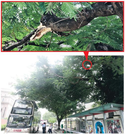 九龍塘駐港解放軍高級軍官官邸昨發生塌樹傷人意外，一段約數米長、直徑0.3米樹丫折斷塌下壓中巴士站，擊傷一名候車女乘客及擊中埋站巴士；事後警員趕至封鎖現場調查。詹志勇指出，從斷樹裂口（上圖紅圈）所見，有被斬傷及明顯真菌侵蝕情况。（伍浦鋒攝）