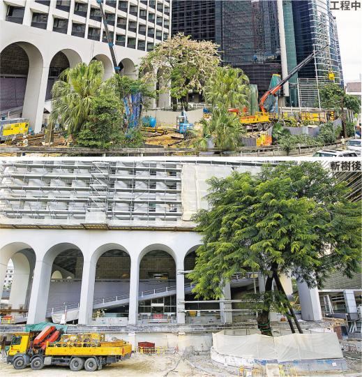 中環美利大廈正動工改裝酒店,面向紅棉路一邊的停車場原種了18棵樹(上圖),地政總署今年5月批准發展商暫時移走其中5棵及移除其餘12棵樹,現時地盤只餘下一棵古樹「節果決明」(下圖)。(郭慶輝攝) 中環美利大廈正動工改裝酒店,面向紅棉路一邊的停車場原種了18棵樹(上圖),地政總署今年5月批准發展商暫時移走其中5棵及移除其餘12棵樹,現時地盤只餘下一棵古樹「節果決明」(下圖)。(郭慶輝攝)