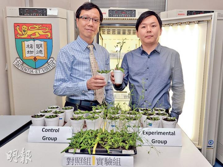 港大生物科學學院副教授林文量(左)率領的研究團隊,發現植物內「紫色酸性磷酸酶2(AtPAP2)」基因能促進植物生長速度及改善種子。其手持的未經基因改造擬南芥,明顯比研究團隊之一劉益松博士(右)手持的基因改造擬南芥生長較慢。(馮凱鍵攝) 港大生物科學學院副教授林文量(左)率領的研究團隊,發現植物內「紫色酸性磷酸酶2(AtPAP2)」基因能促進植物生長速度及改善種子。其手持的未經基因改造擬南芥,明顯比研究團隊之一劉益松博士(右)手持的基因改造擬南芥生長較慢。(馮凱鍵攝)