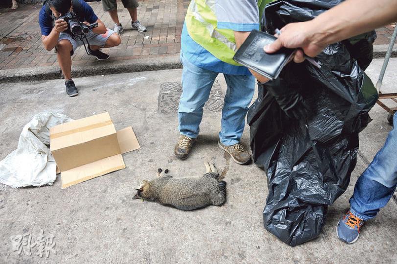 兩隻花貓昨晨被發現在深水埗大南街高處墮下死亡,警員到場調查認為無可疑,貓屍由食環署人員撿走處理。(衛永康攝) 兩隻花貓昨晨被發現在深水埗大南街高處墮下死亡,警員到場調查認為無可疑,貓屍由食環署人員撿走處理。(衛永康攝)