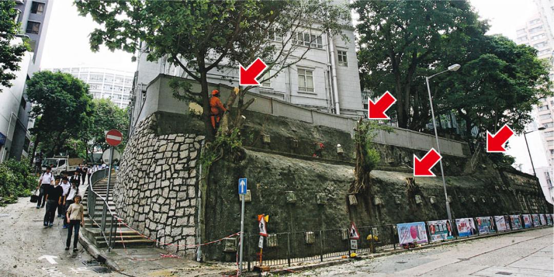 西環聖類斯中學外圍石牆樹早前樹枝折斷,校長聘請樹木專家檢查後發現石牆樹有結構及健康問題,故按報告建議斬去4棵樹(圖中紅箭嘴示)。(伍浦鋒攝) 西環聖類斯中學外圍石牆樹早前樹枝折斷,校長聘請樹木專家檢查後發現石牆樹有結構及健康問題,故按報告建議斬去4棵樹(圖中紅箭嘴示)。(伍浦鋒攝)