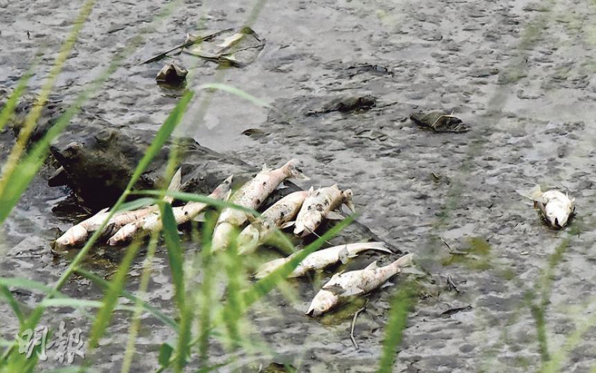 錦田河昨日離奇出現數以千計已死的烏頭魚,「屍路」延綿近1公里,大部分已發脹腐爛,臭氣熏天;清潔工人至入夜仍繼續清理。(楊羡庭攝) 錦田河昨日離奇出現數以千計已死的烏頭魚,「屍路」延綿近1公里,大部分已發脹腐爛,臭氣熏天;清潔工人至入夜仍繼續清理。(楊羡庭攝)
