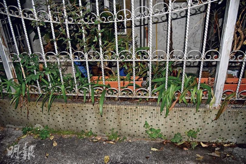 戶主指其父母於1980年代購入地下單位時,當時屋外已種有松樹及植物,詎料疑因與樓上住客結怨,植物慘遭「毒害」。(林智傑攝)涉事村屋地下所種、置於欄內範圍的14棵植物,遭人潑不明液體,屋內一棵已種植約40年的松樹(箭嘴示)亦受波及。(林智傑攝) 戶主指其父母於1980年代購入地下單位時,當時屋外已種有松樹及植物,詎料疑因與樓上住客結怨,植物慘遭「毒害」。(林智傑攝)涉事村屋地下所種、置於欄內範圍的14棵植物,遭人潑不明液體,屋內一棵已種植約40年的松樹(箭嘴示)亦受波及。(林智傑攝)