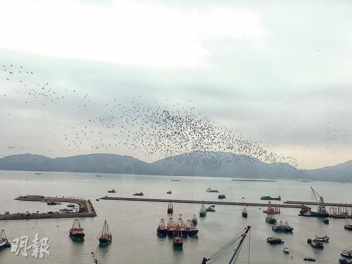 大量黑鳥昨於屯門碼頭上空盤旋,有目睹景象的小巴司機感驚訝。香港觀鳥會研究經理余日東估計只是候鳥南下過冬,尋路前往米埔濕地時途經屯門,並非什麼異象。(孫慧莊攝) 大量黑鳥昨於屯門碼頭上空盤旋,有目睹景象的小巴司機感驚訝。香港觀鳥會研究經理余日東估計只是候鳥南下過冬,尋路前往米埔濕地時途經屯門,並非什麼異象。(孫慧莊攝)