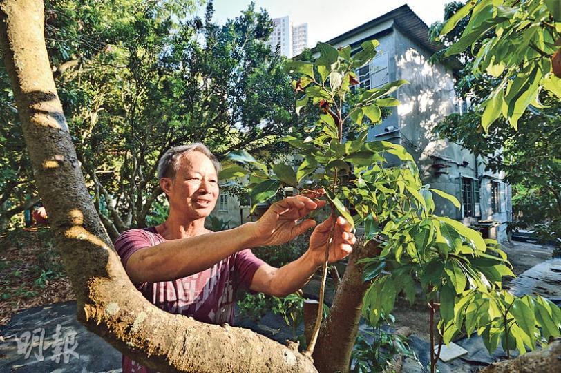 馬屎埔村民關漢貴(圖)的逾萬呎農地上,除建有逾千呎的農舍,還有關氏一家所種的逾百棵果樹。(楊柏賢攝) 馬屎埔村民關漢貴(圖)的逾萬呎農地上,除建有逾千呎的農舍,還有關氏一家所種的逾百棵果樹。(楊柏賢攝)