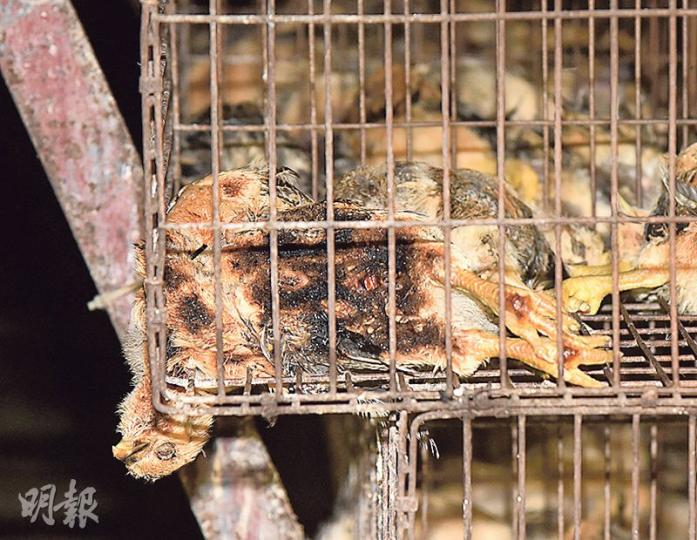 八鄉大江埔村一個養雞場昨凌晨突然起火,首先起火的雞棚約3000隻雞苗全遭燒死。(蔡方山攝) 八鄉大江埔村一個養雞場昨凌晨突然起火,首先起火的雞棚約3000隻雞苗全遭燒死。(蔡方山攝)