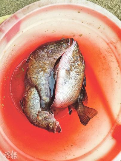 愛協人員聯同救生員撈獲一批「放生」至海中的魚，經點算後發現共有17條盲鰽、紅鮋及4隻巴西龜。（林智傑攝）在愛協人員昨行動後，本報記者在近水灣遙距拍攝到有市民乘船到近汀九橋橋底海面，將魚扔入海，其間有人雙手合十。（林智傑攝）愛協獸醫表示，早前接收的龜大都有不同程度傷患，包括皮膚潰爛、結膜炎和眼部紅腫，有龜身上有血漬。（鍾炳然攝）