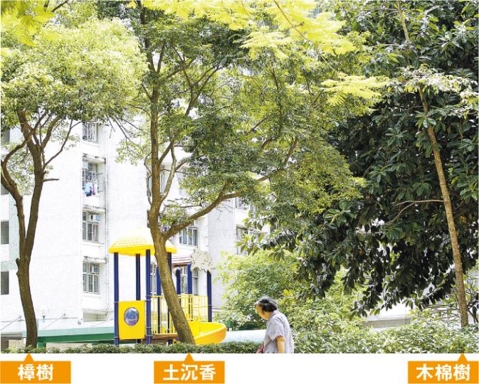 房屋署承認「認錯樹」,把柴灣一公共屋邨公園內的土沉香認錯為細葉榕。中大生命科學學院名譽高級研究員趙紹惠教授指出,土沉香的特徵明顯,不應認錯,她估計這棵9米高的土沉香價值逾千萬元,署方應主動保育。(郭慶輝攝)仔細觀察可見該土沉香有一枝椏已被截斷(紅箭嘴示),留下發黑的部分;另一枝椏已發黑(藍箭嘴示),樹皮上有真菌,惟有關部門未有處理,居民擔心會有塌下危險。(郭慶輝攝) 房屋署承認「認錯樹」,把柴灣一公共屋邨公園內的土沉香認錯為細葉榕。中大生命科學學院名譽高級研究員趙紹惠教授指出,土沉香的特徵明顯,不應認錯,她估計這棵9米高的土沉香價值逾千萬元,署方應主動保育。(郭慶輝攝)仔細觀察可見該土沉香有一枝椏已被截斷(紅箭嘴示),留下發黑的部分;另一枝椏已發黑(藍箭嘴示),樹皮上有真菌,惟有關部門未有處理,居民擔心會有塌下危險。(郭慶輝攝)