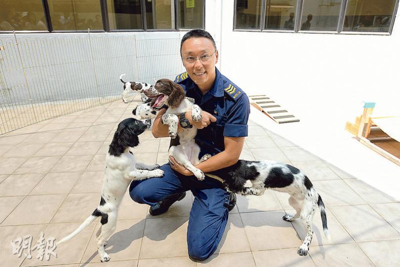 懲教署警衛犬隊副主管鄭樂怡(Louis)是懲教資深「接生婆」,目前已為懲教接生逾70頭狗,他今年中接生的7頭史賓格跳犬出生時只有手掌般大小,現已4個多月大,終日不停玩耍(圖)。(楊柏賢攝) 懲教署警衛犬隊副主管鄭樂怡(Louis)是懲教資深「接生婆」,目前已為懲教接生逾70頭狗,他今年中接生的7頭史賓格跳犬出生時只有手掌般大小,現已4個多月大,終日不停玩耍(圖)。(楊柏賢攝)