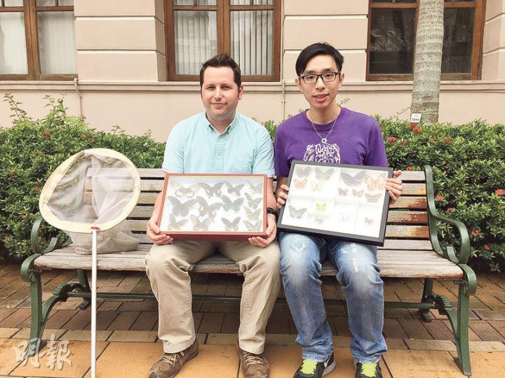 香港大學生物科學學院助理教授Timothy Bonebrake（左）及博士生曾栢諾（右），在2014年曾做為期7個月巿區公園蝴蝶的分佈研究，並發現罕見或非常罕見的蝴蝶。二人昨展示在研究期間收集的常見或罕見蝴蝶標本。（張嘉雯攝）