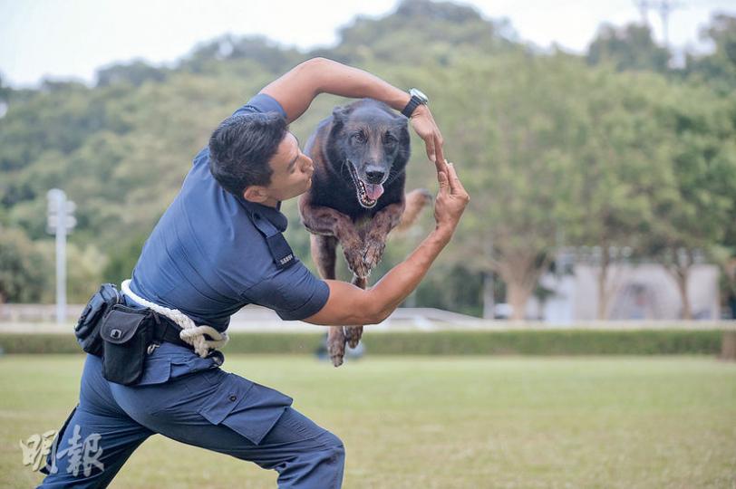 警犬隊每3年一度舉行嘅警犬技能比賽，會分「服從」同「攻擊」兩項賽事，其中「服從」比賽，領犬員做出多項指示，考驗警犬服從嘅速度、動作流暢度等。圖為連續3屆晉身決賽嘅Rico，見到領犬員做「火圈」形狀手勢，即跳過嚟完成要求動作。（蘇智鑫攝）經基因比對下配種嘅9隻BB，現時喺警犬隊總部嘅特別室接受悉心照料。Emily噚日就去咗探佢哋，隔住玻璃窗望住瞓喺養育箱嘅小狗，而媽媽Seeker就喺箱外側邊休息。（蘇智鑫攝）