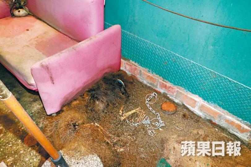 ■死去的藏獒化骨僅餘皮毛。鄭文輝攝